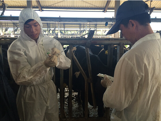 廣州市動(dòng)監(jiān)所開展奶牛芯片注射及手持式標(biāo)簽閱讀器使用培訓(xùn)